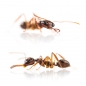Preview: Myrmoteras binghamii (Schnappkiefer)